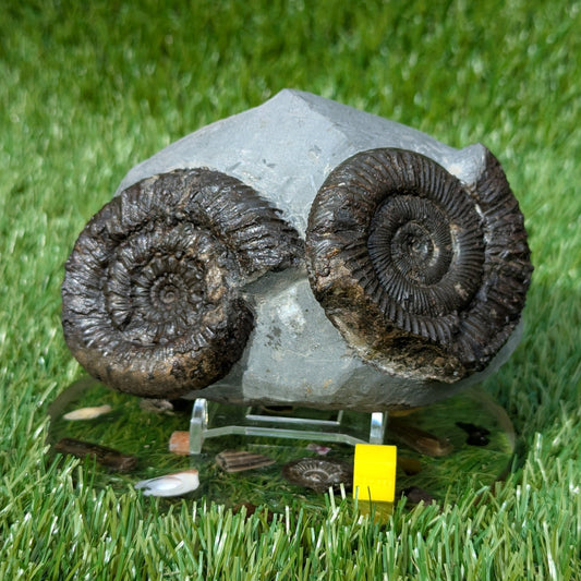 Rare peronoceras ammonite double North Yorkshire fossils - North Yorkshire Fossils