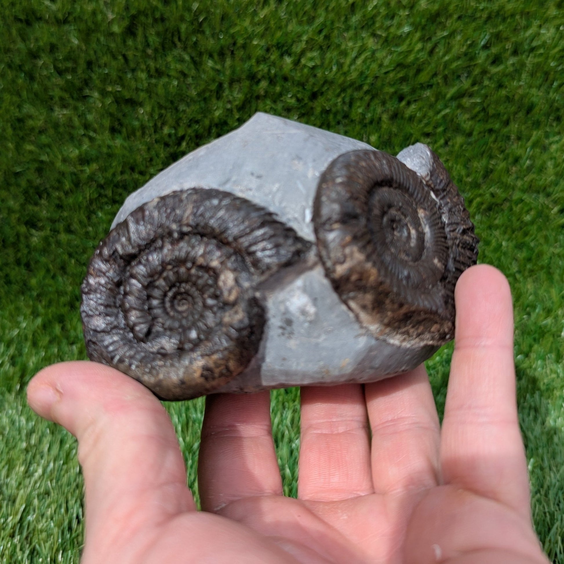 Rare peronoceras ammonite double North Yorkshire fossils - North Yorkshire Fossils