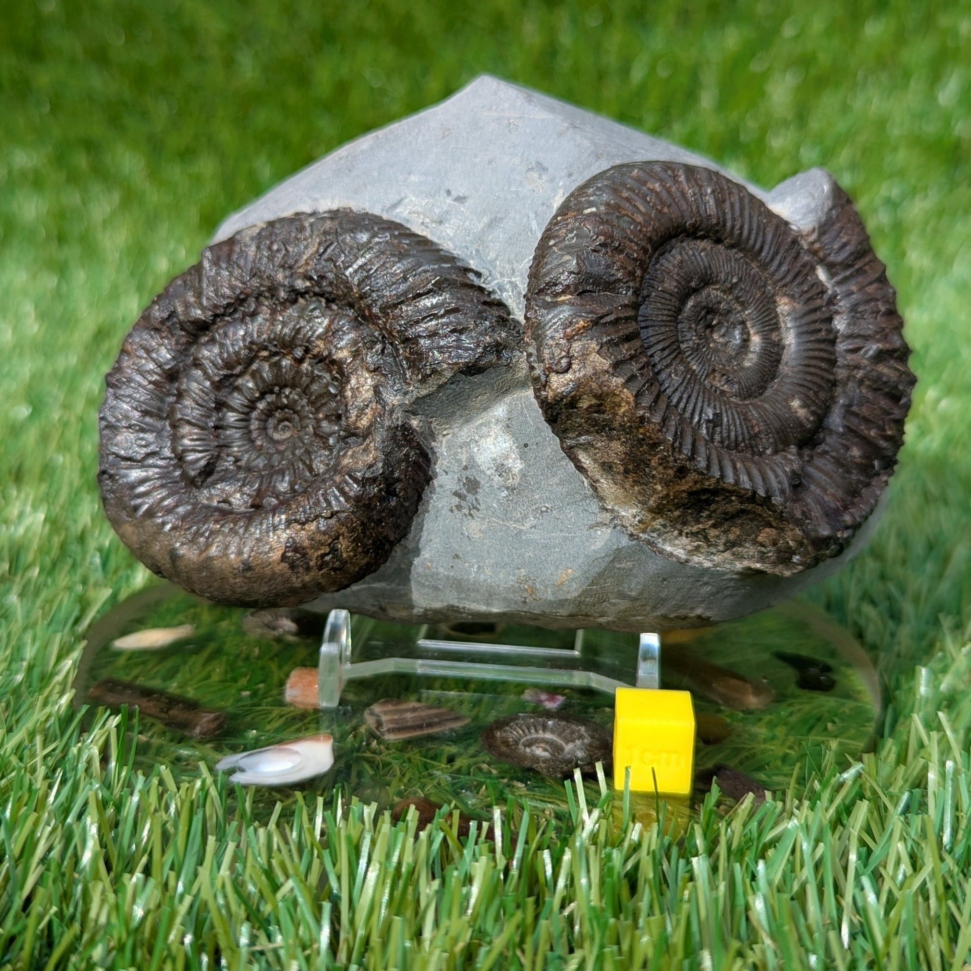 Rare peronoceras ammonite double North Yorkshire fossils - North Yorkshire Fossils