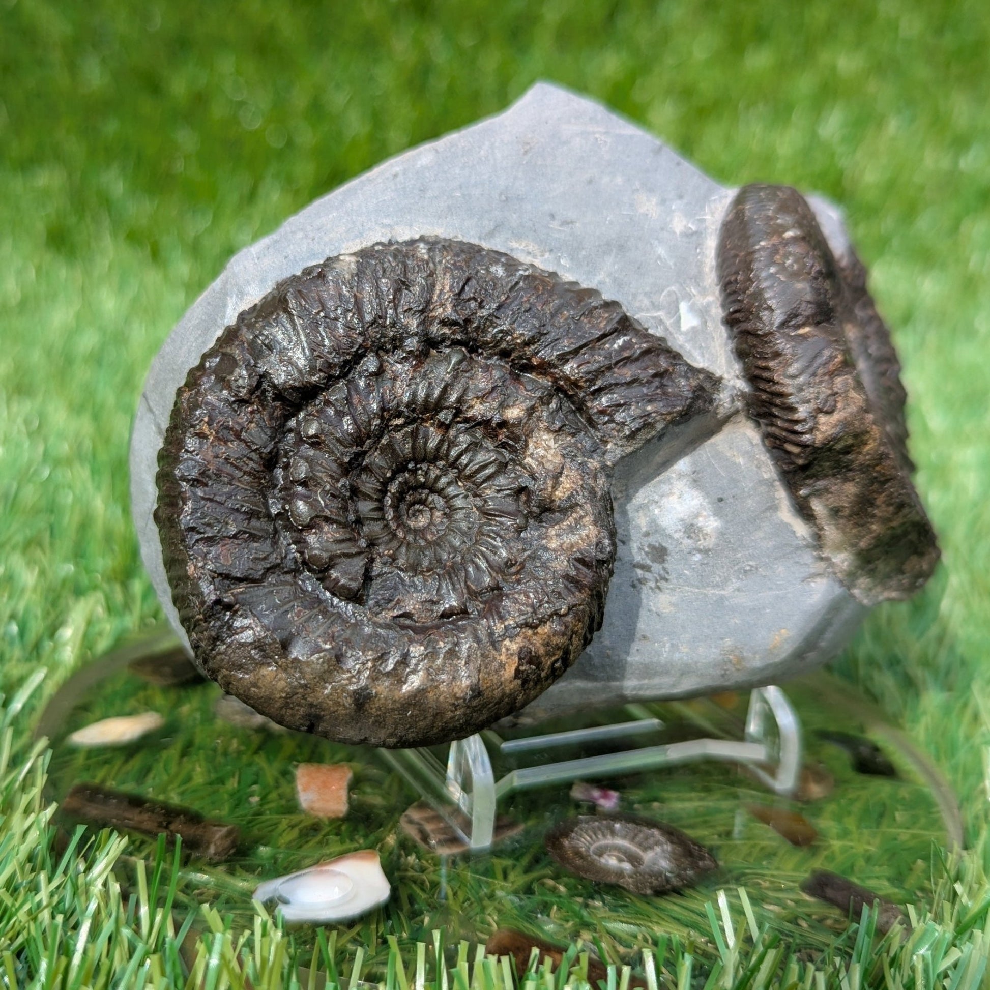 Rare peronoceras ammonite double North Yorkshire fossils - North Yorkshire Fossils