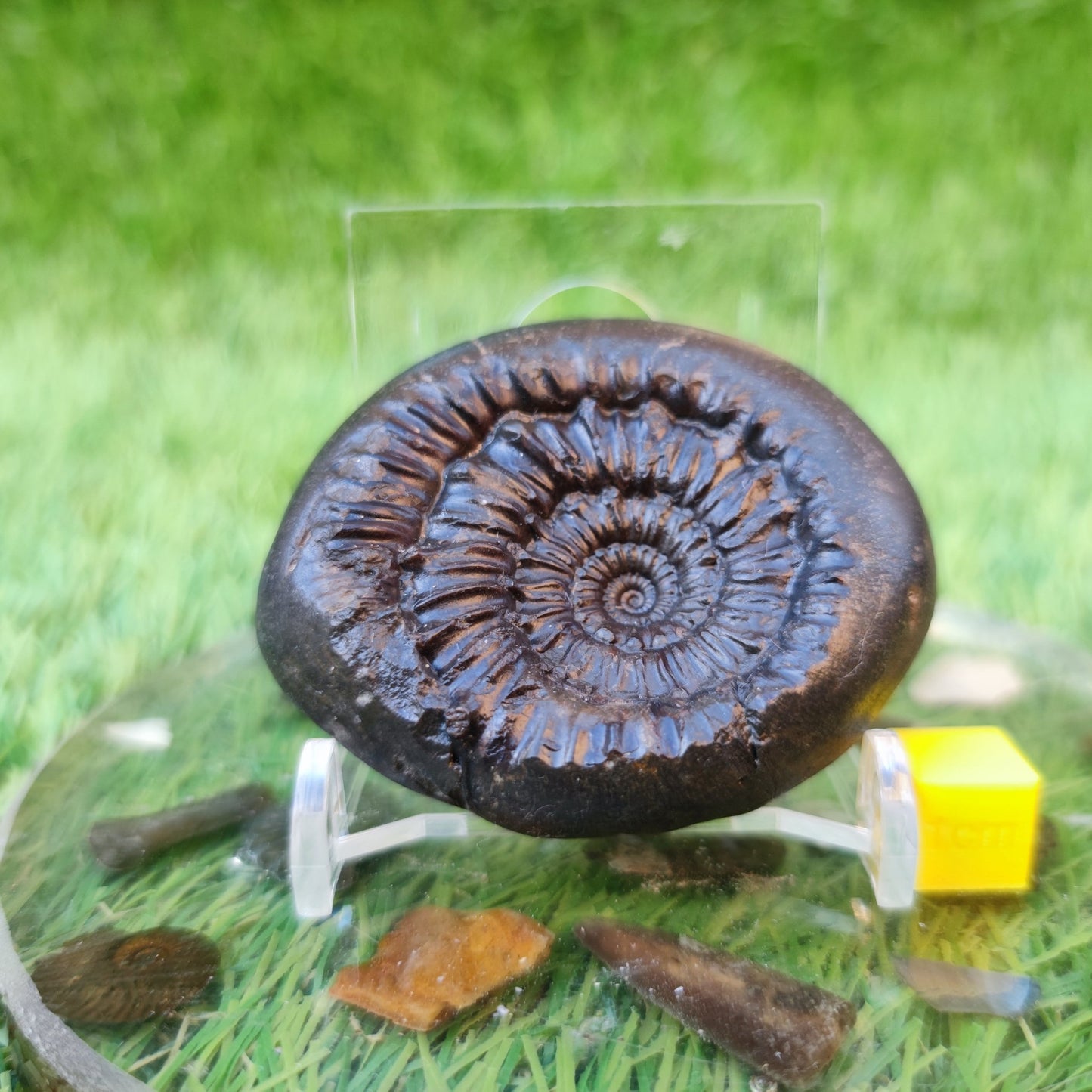 Rare Peronoceras perarmatum ammonite North Yorkshire fossils - North Yorkshire Fossils