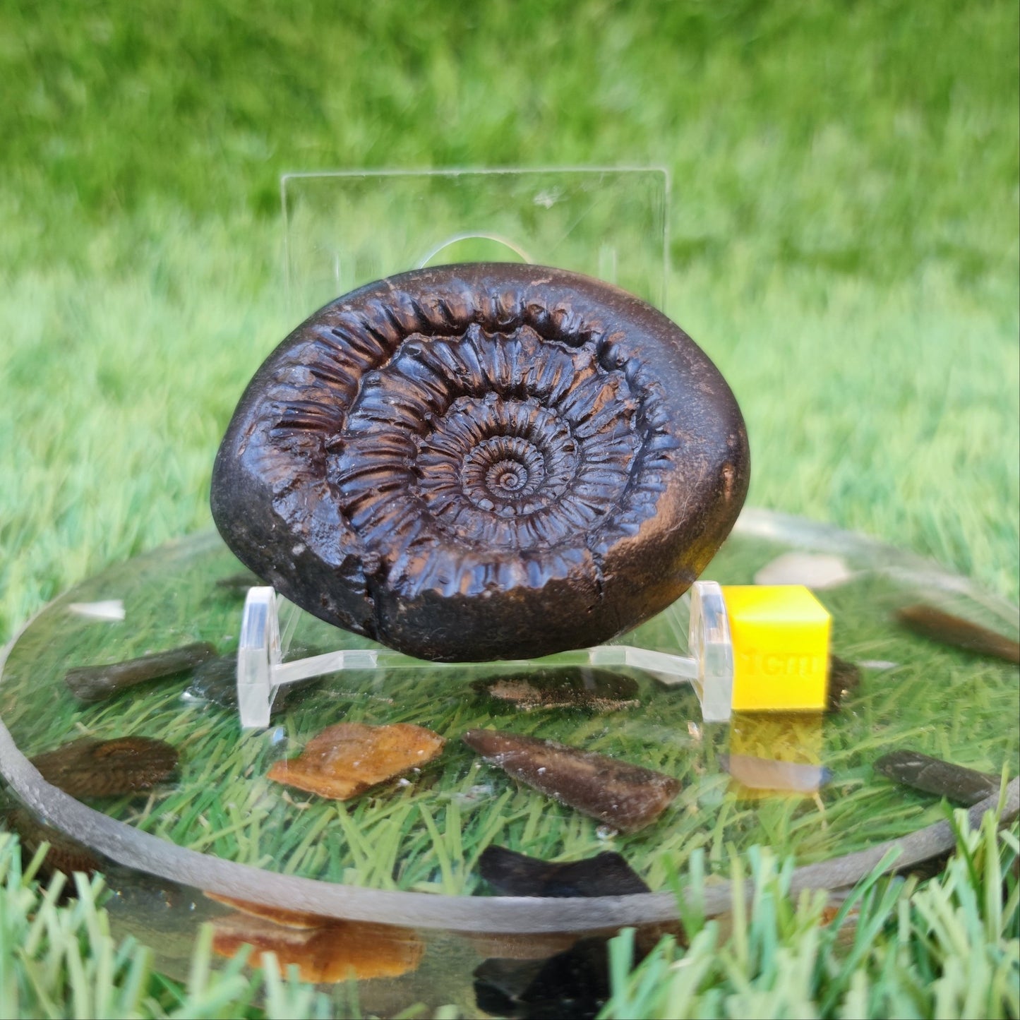 Rare Peronoceras perarmatum ammonite North Yorkshire fossils - North Yorkshire Fossils