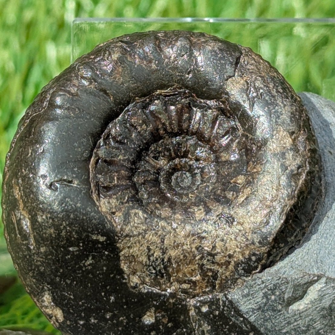 Rare Peronoceras perarmatum ammonite North Yorkshire fossils - North Yorkshire Fossils
