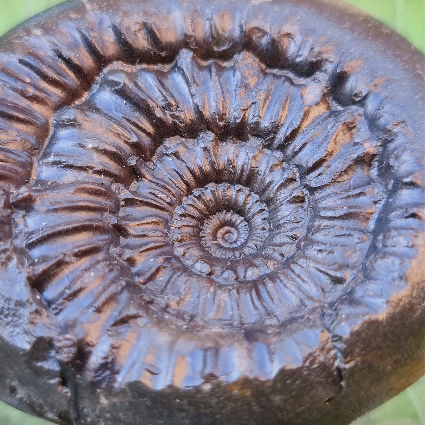 Rare Peronoceras perarmatum ammonite North Yorkshire fossils - North Yorkshire Fossils