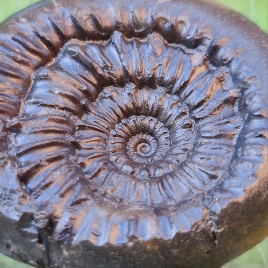 Rare Peronoceras perarmatum ammonite North Yorkshire fossils - North Yorkshire Fossils