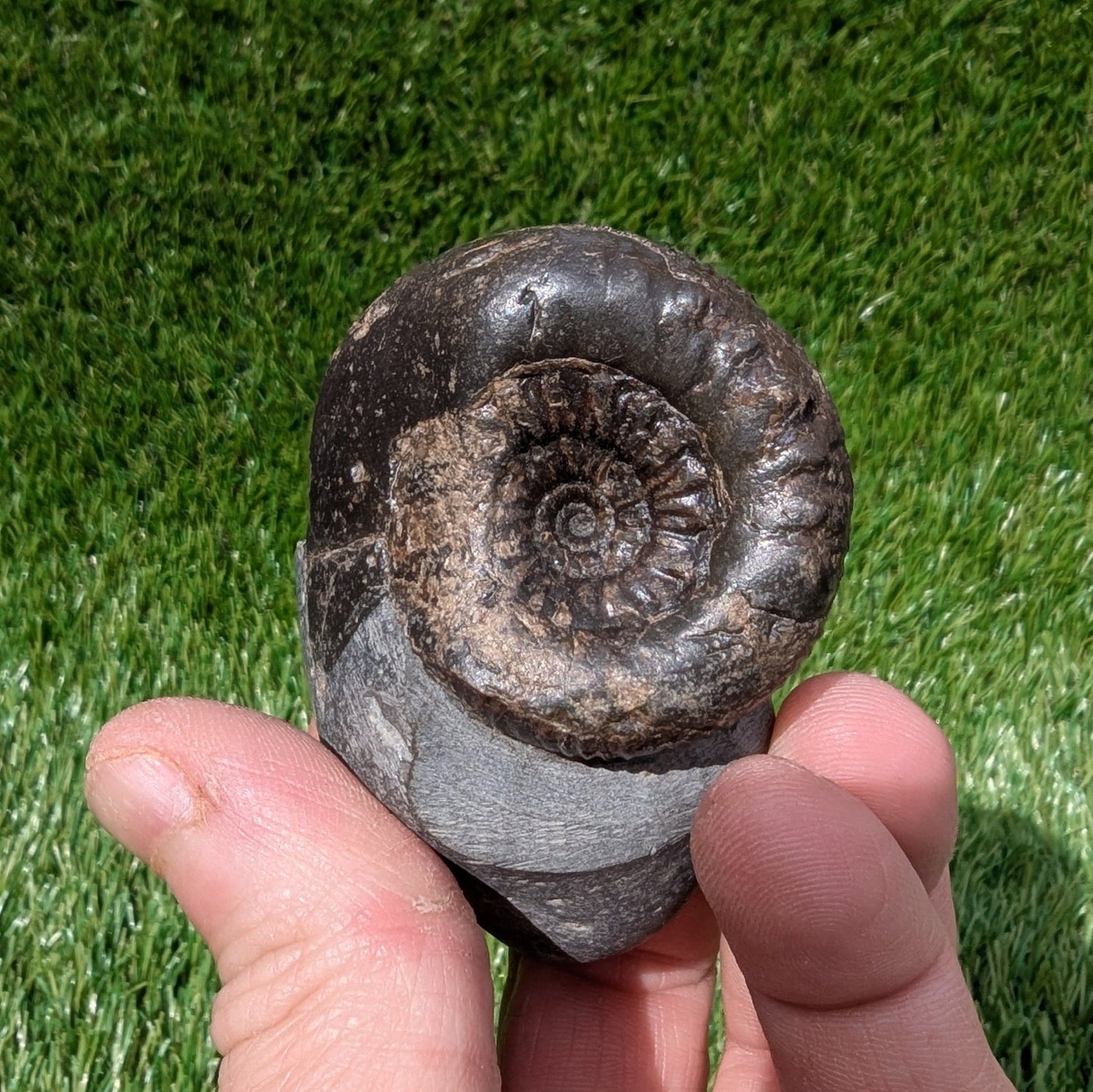 Rare Peronoceras perarmatum ammonite North Yorkshire fossils - North Yorkshire Fossils