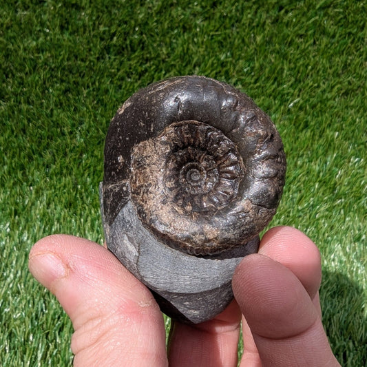 Rare Peronoceras perarmatum ammonite North Yorkshire fossils - North Yorkshire Fossils