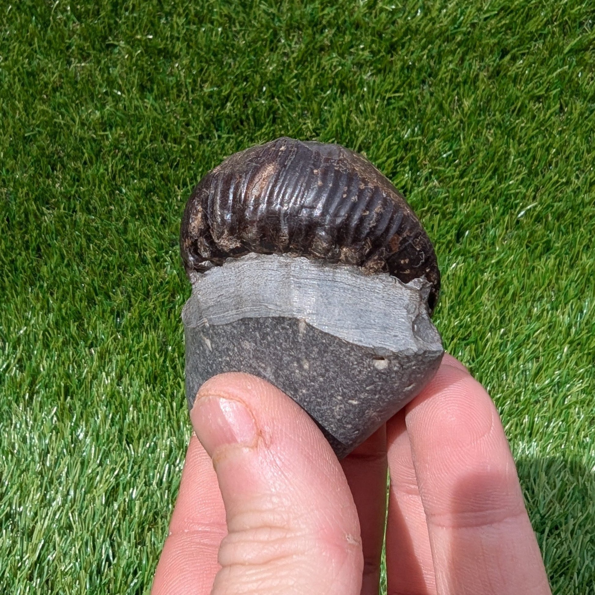 Rare Peronoceras perarmatum ammonite North Yorkshire fossils - North Yorkshire Fossils