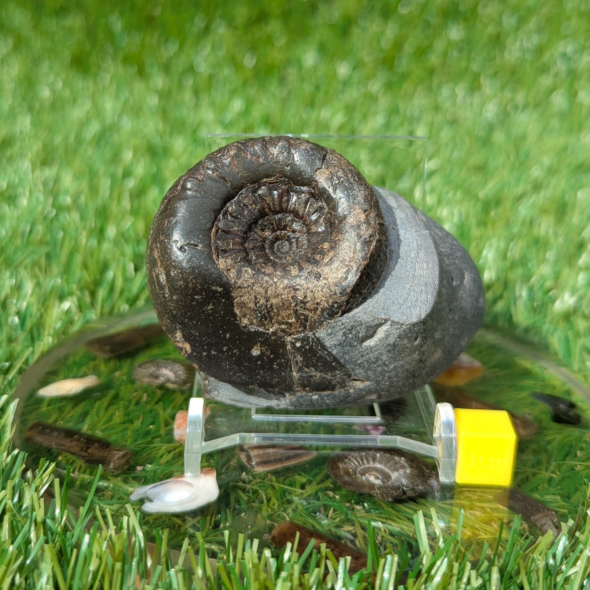 Rare Peronoceras perarmatum ammonite North Yorkshire fossils - North Yorkshire Fossils