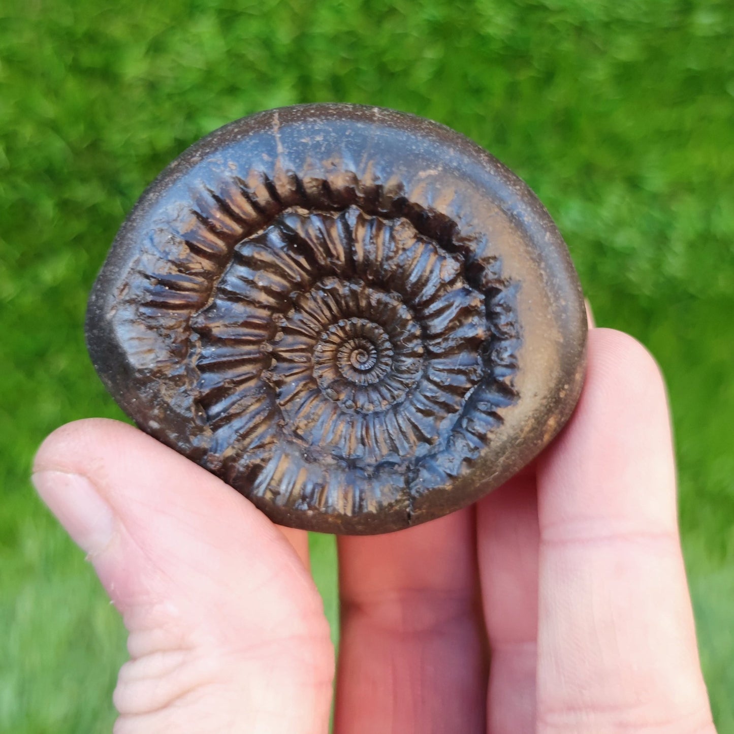 Rare Peronoceras perarmatum ammonite North Yorkshire fossils - North Yorkshire Fossils