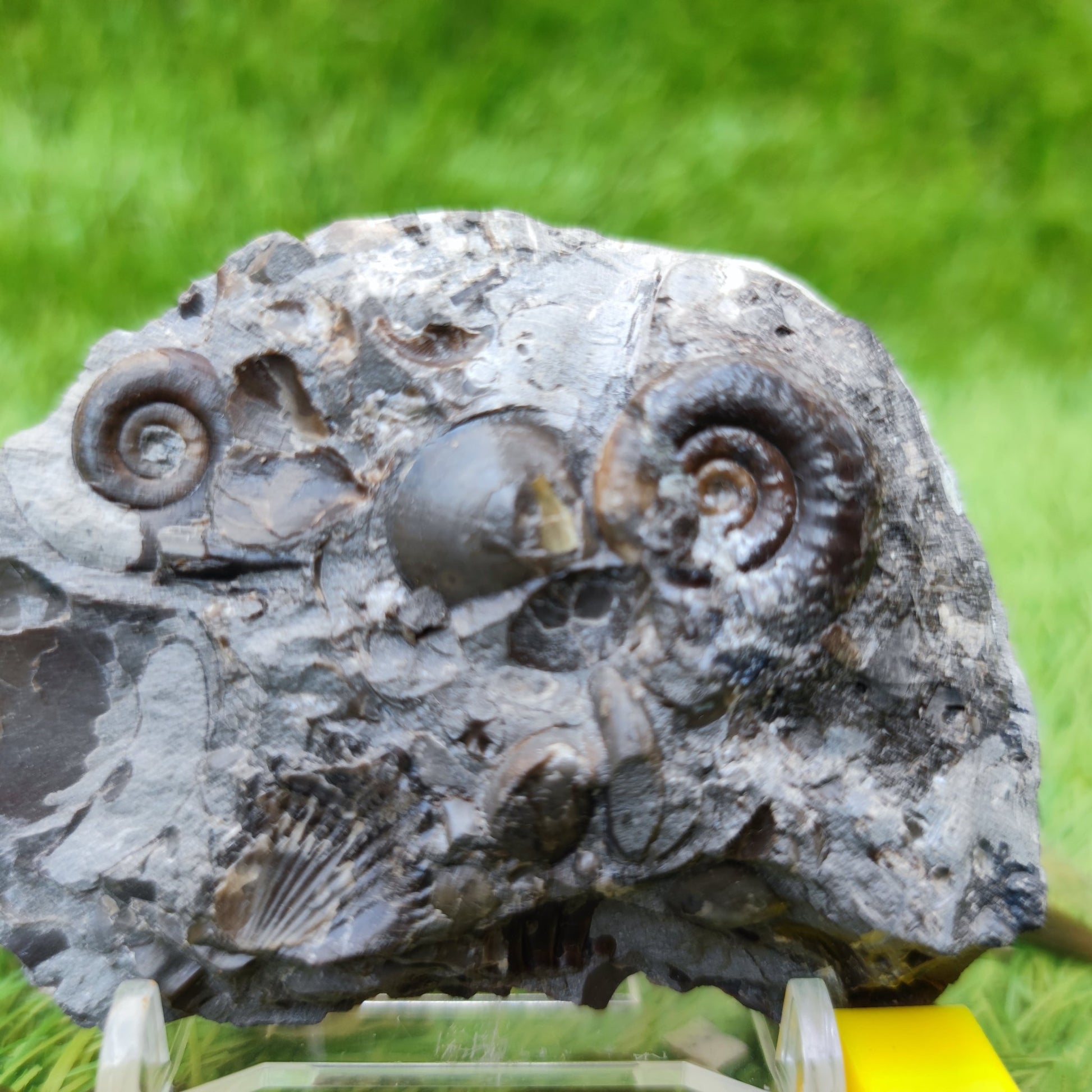 Rare Psiloceras ammonite & shell multi block - North Yorkshire Fossils