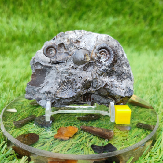 Rare Psiloceras ammonite & shell multi block - North Yorkshire Fossils