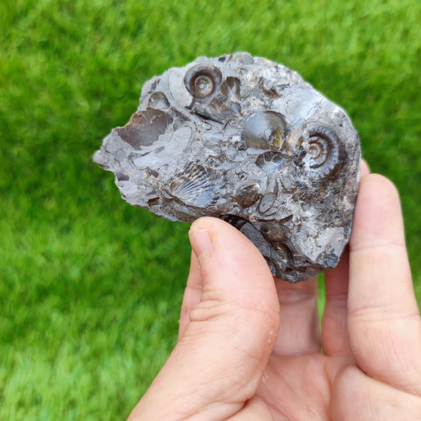 Rare Psiloceras ammonite & shell multi block - North Yorkshire Fossils