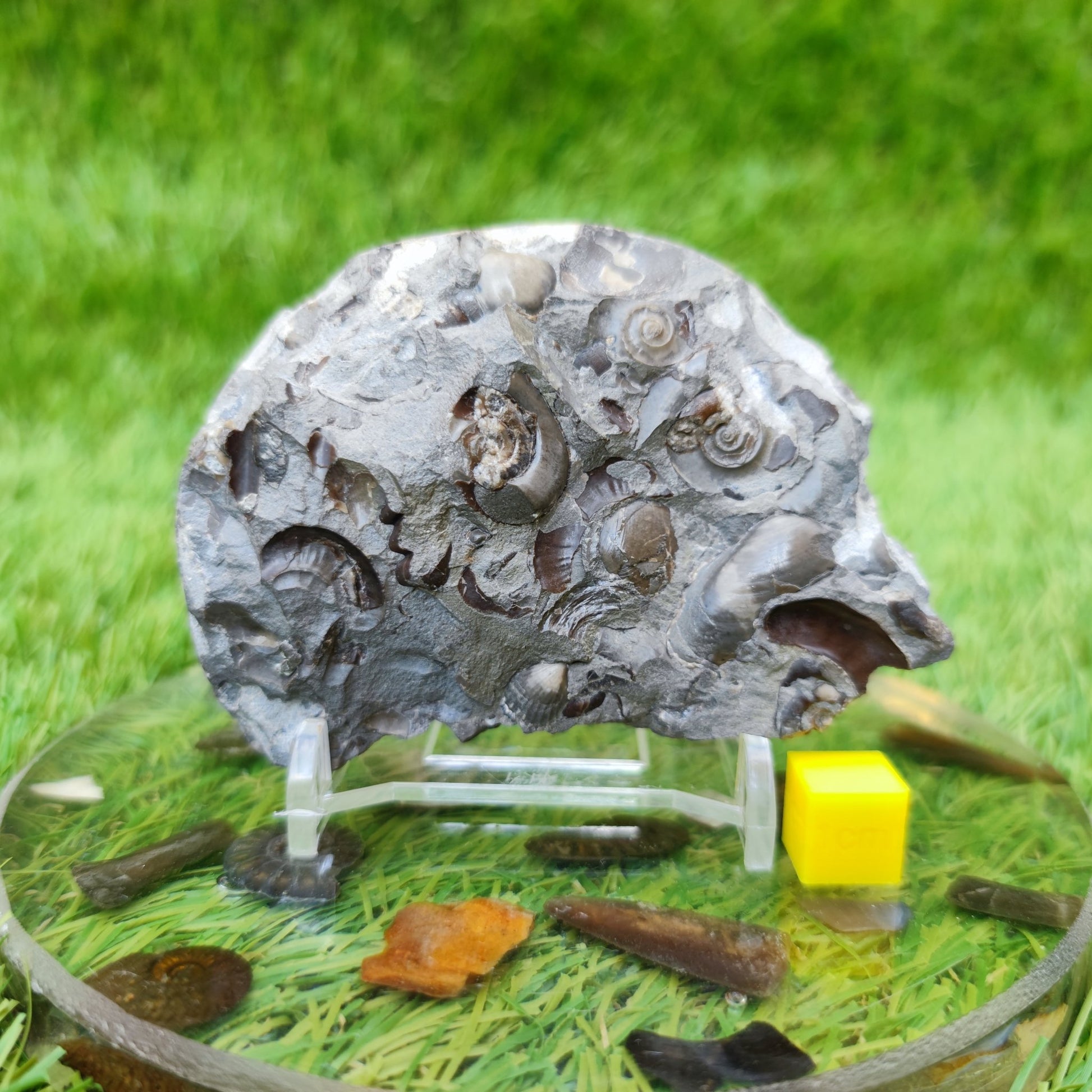 Rare Psiloceras ammonite & shell multi block - North Yorkshire Fossils