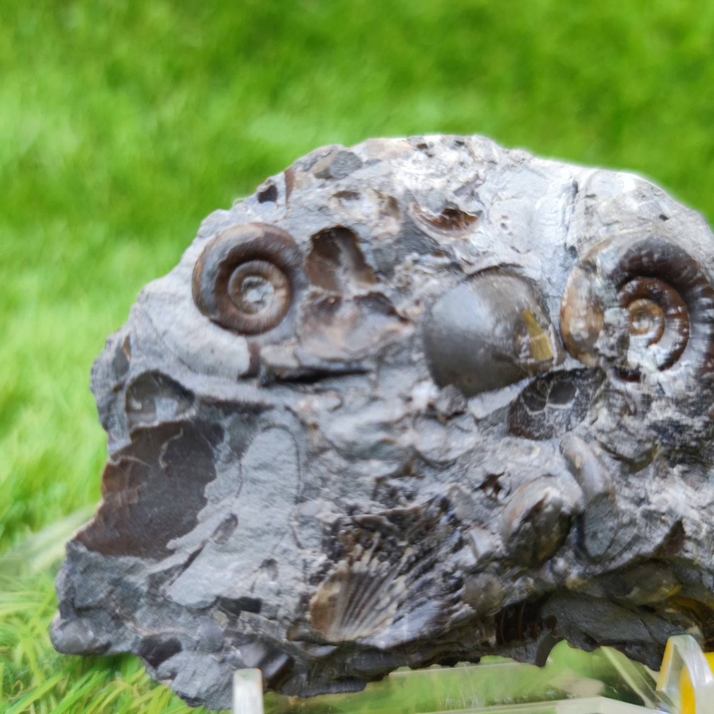 Rare Psiloceras ammonite & shell multi block - North Yorkshire Fossils