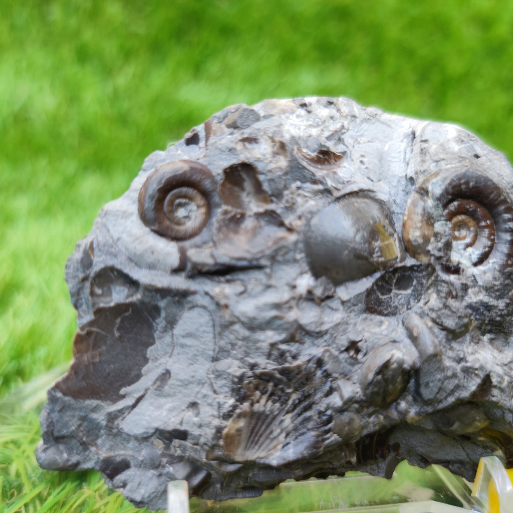 Rare Psiloceras ammonite & shell multi block - North Yorkshire Fossils