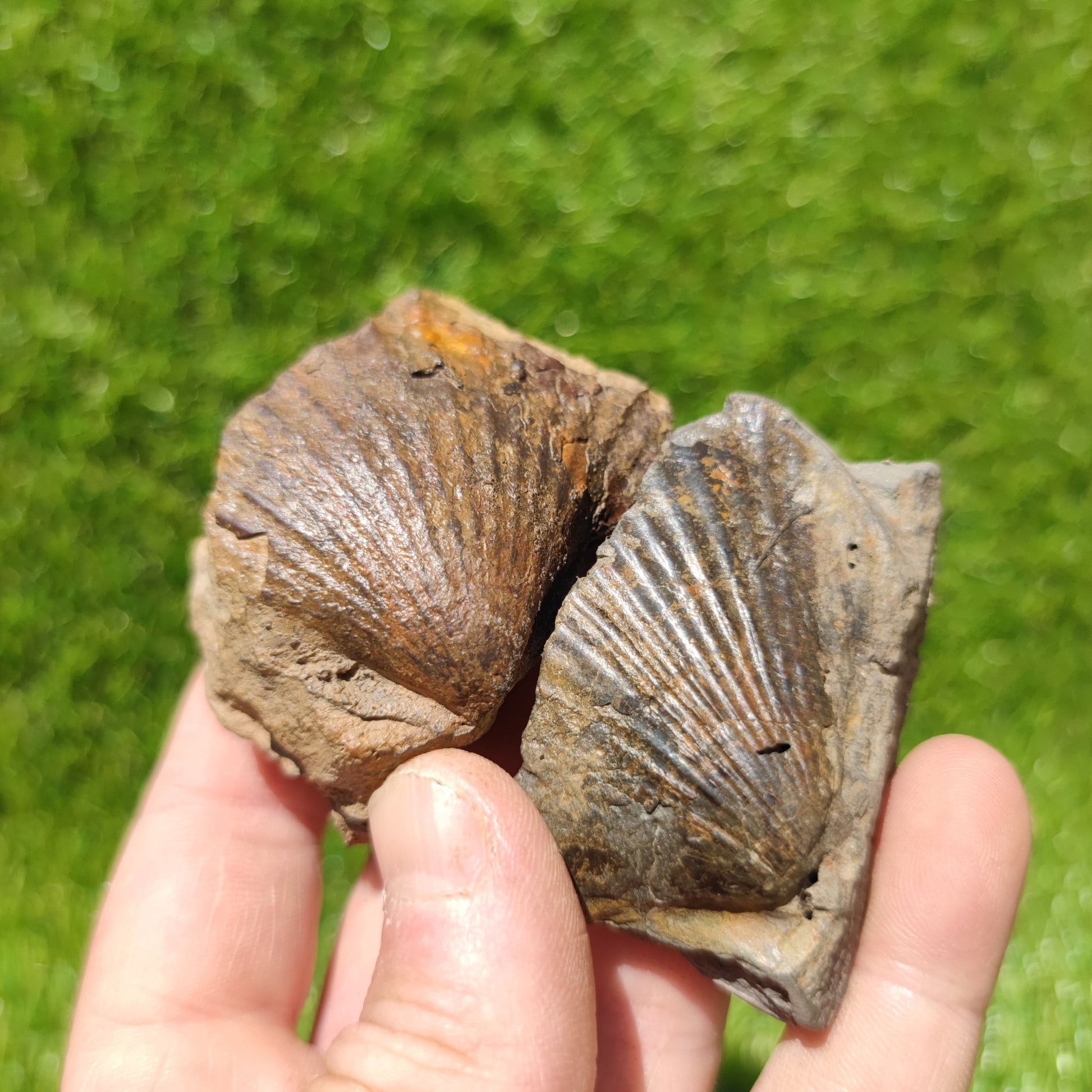 Scallop fossils North Yorkshire Fossils - North Yorkshire Fossils
