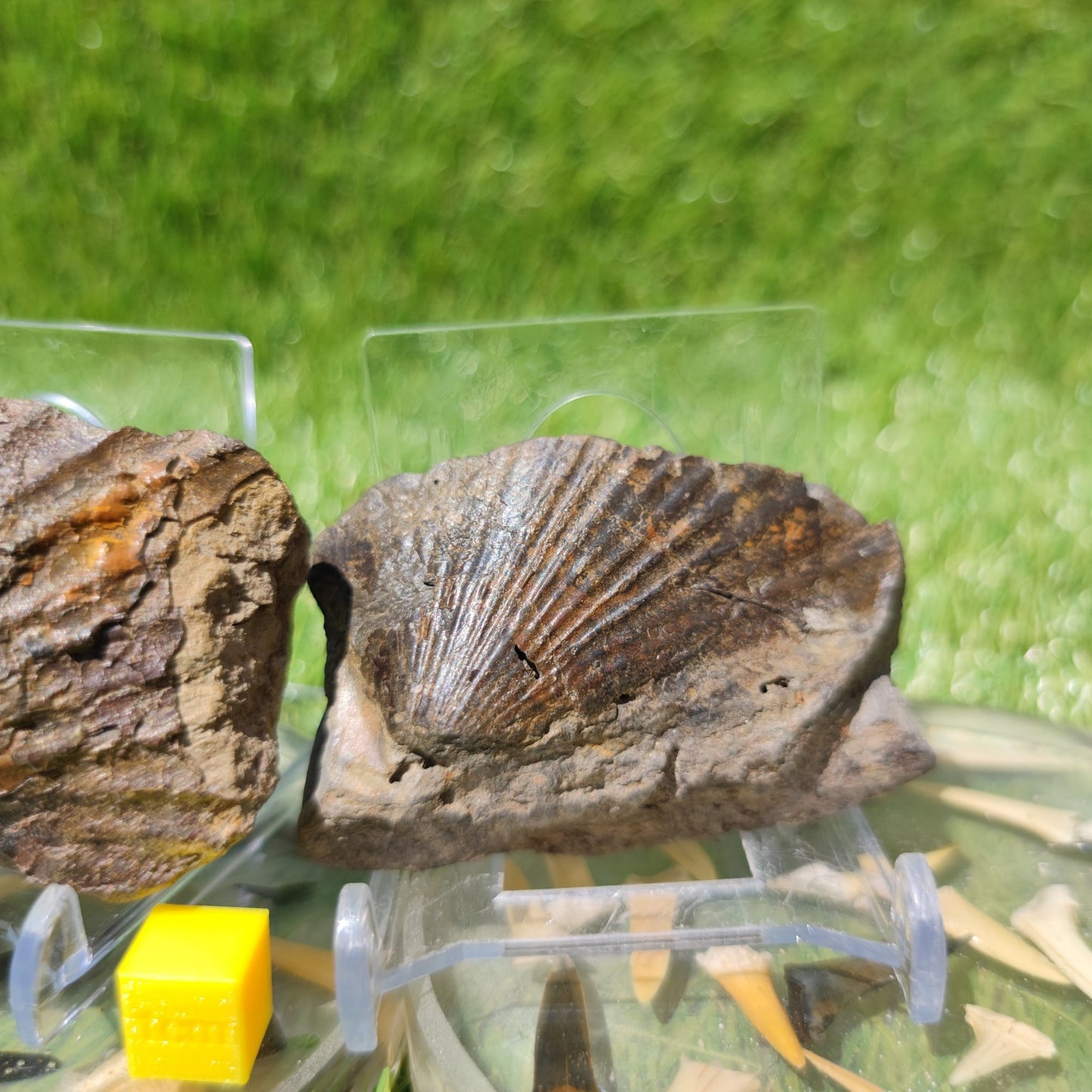 Scallop fossils North Yorkshire Fossils - North Yorkshire Fossils