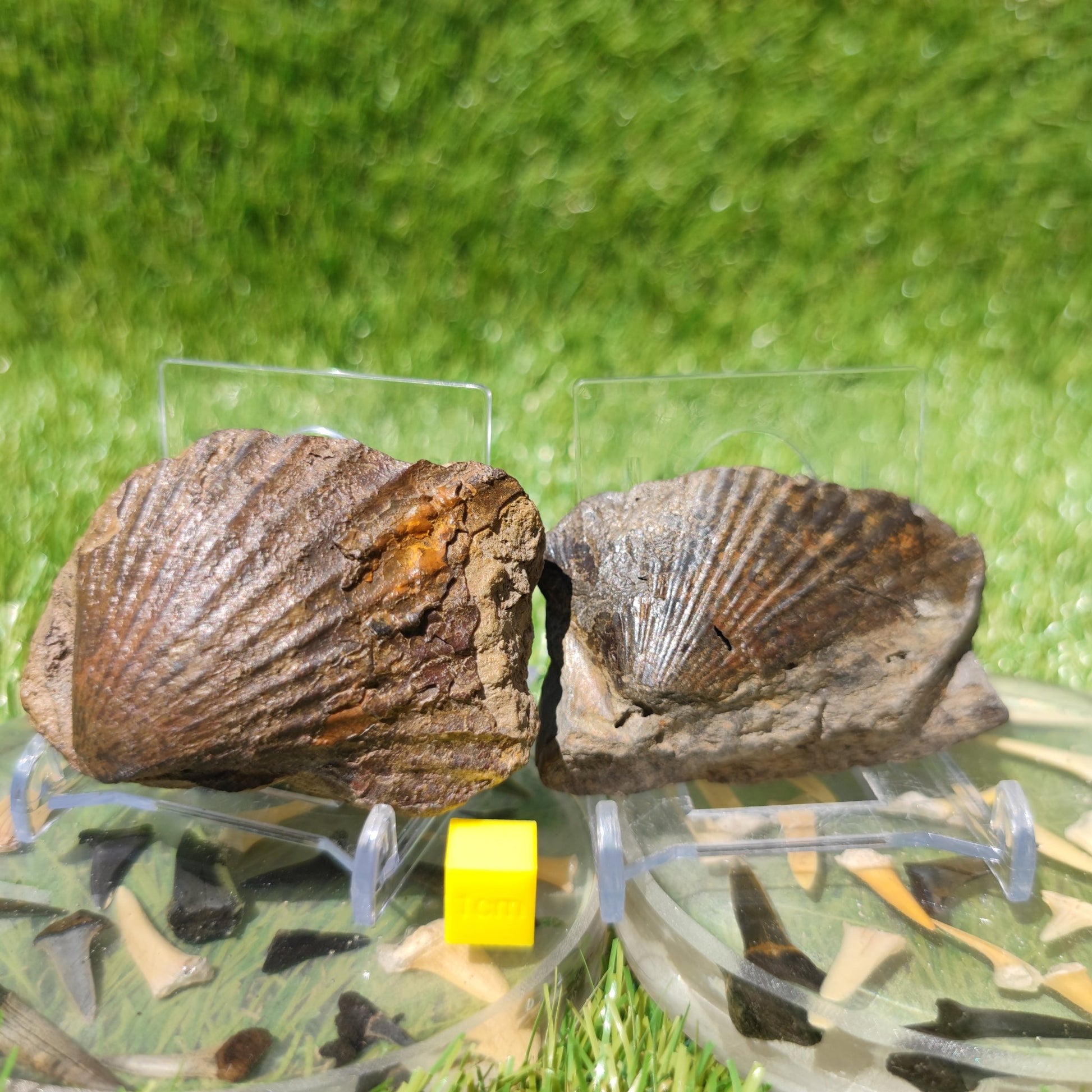 Scallop fossils North Yorkshire Fossils - North Yorkshire Fossils