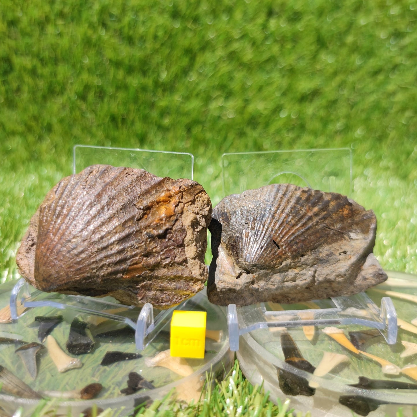 Scallop fossils North Yorkshire Fossils - North Yorkshire Fossils