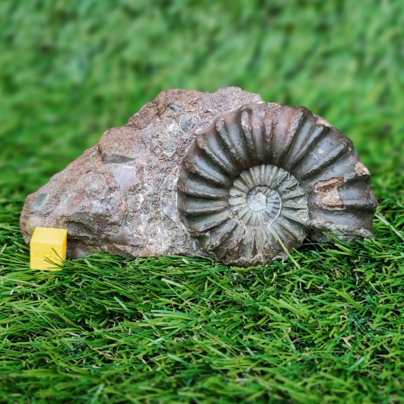 Scunthorpe Aegastoceras saggitarium ammonite fossil - North Yorkshire Fossils