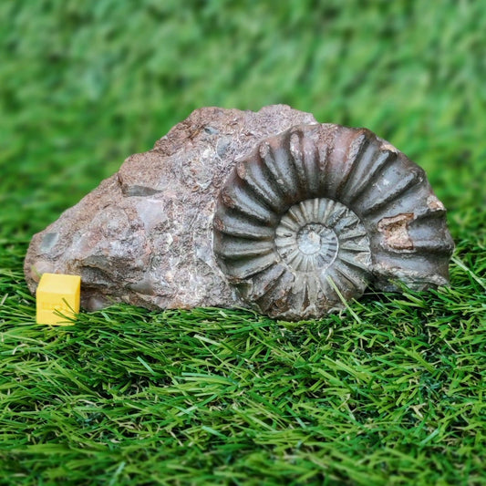 Scunthorpe Aegastoceras saggitarium ammonite fossil - North Yorkshire Fossils