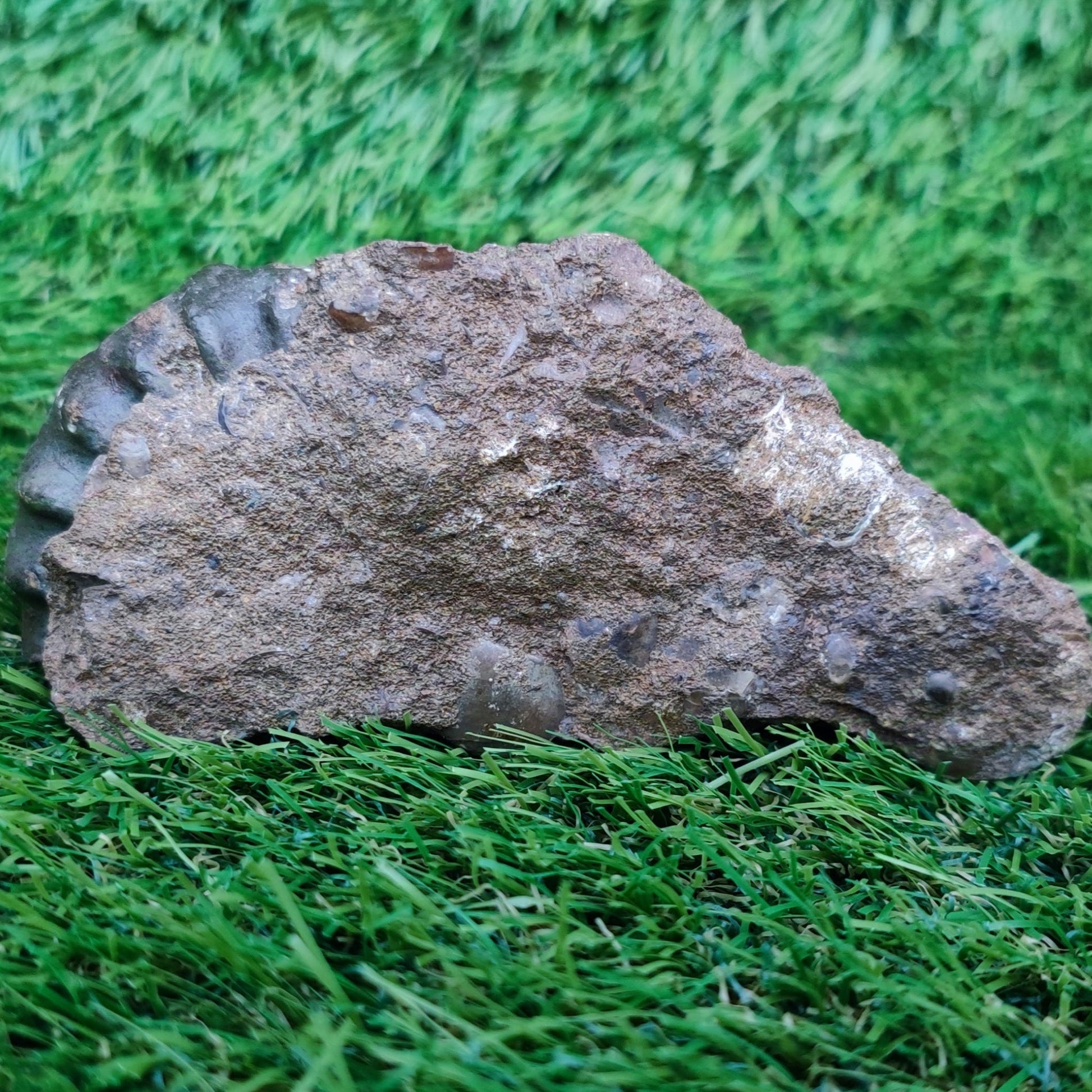 Scunthorpe Aegastoceras saggitarium ammonite fossil - North Yorkshire Fossils