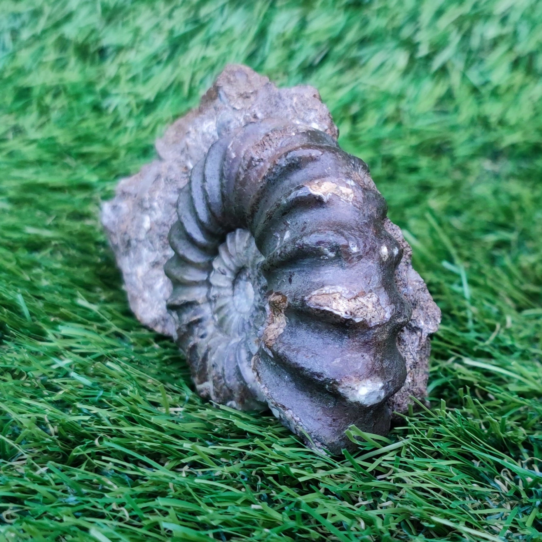 Scunthorpe Aegastoceras saggitarium ammonite fossil - North Yorkshire Fossils