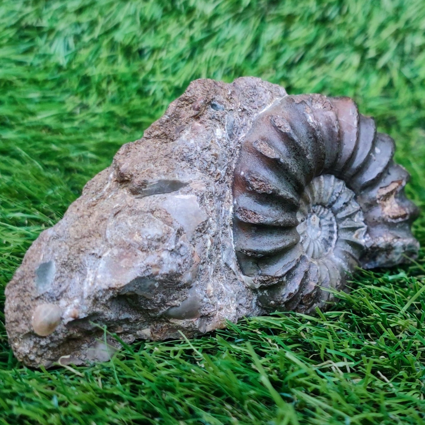 Scunthorpe Aegastoceras saggitarium ammonite fossil - North Yorkshire Fossils