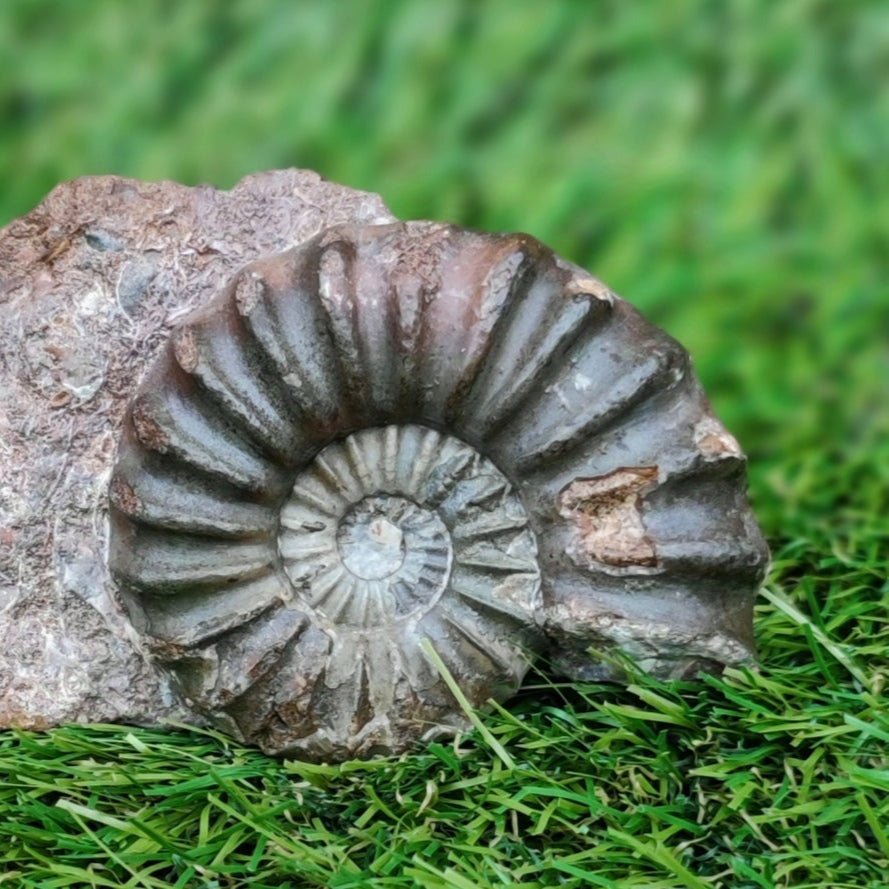 Scunthorpe Aegastoceras saggitarium ammonite fossil - North Yorkshire Fossils