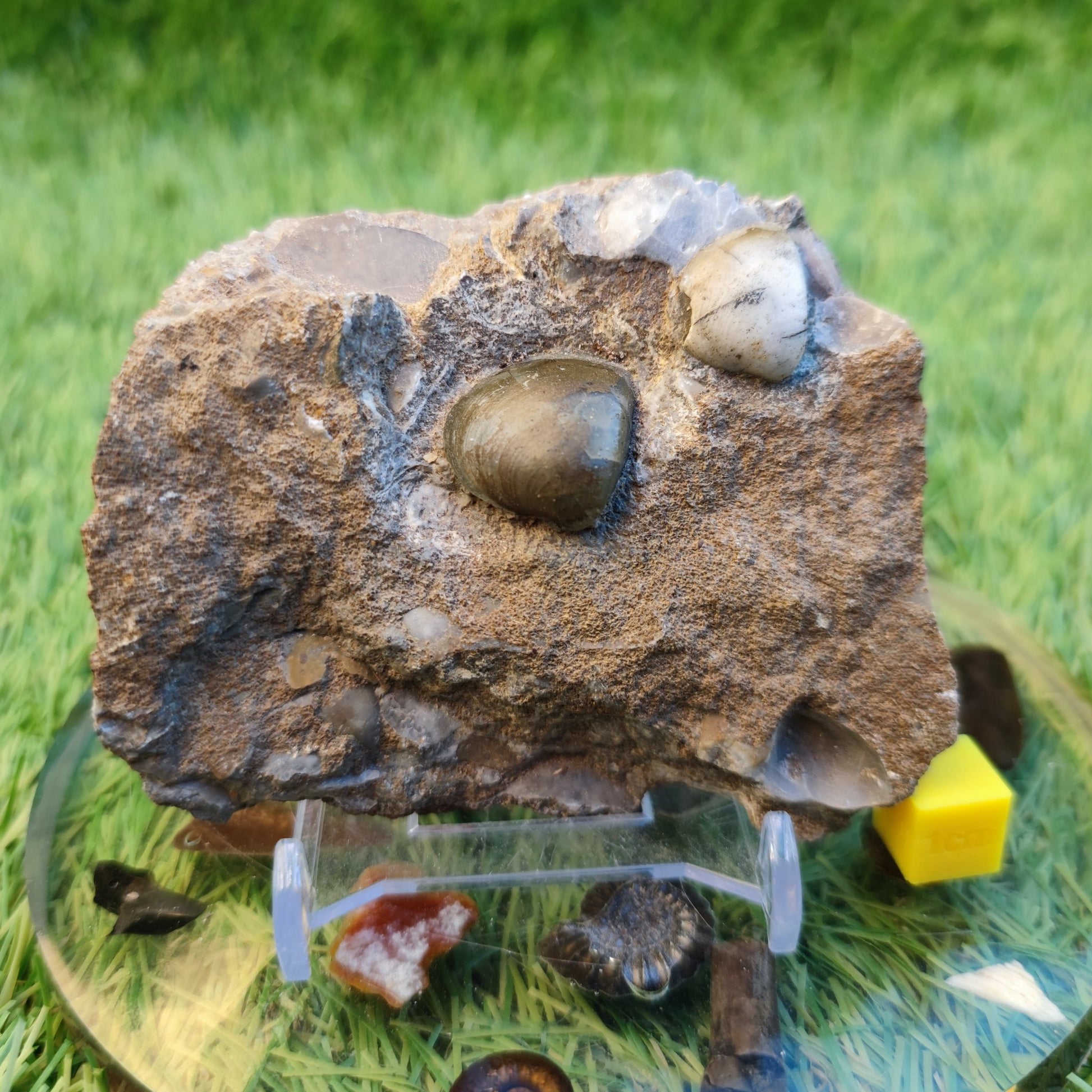 Shell fossil block from Scunthorpe North Yorkshire fossils - North Yorkshire Fossils