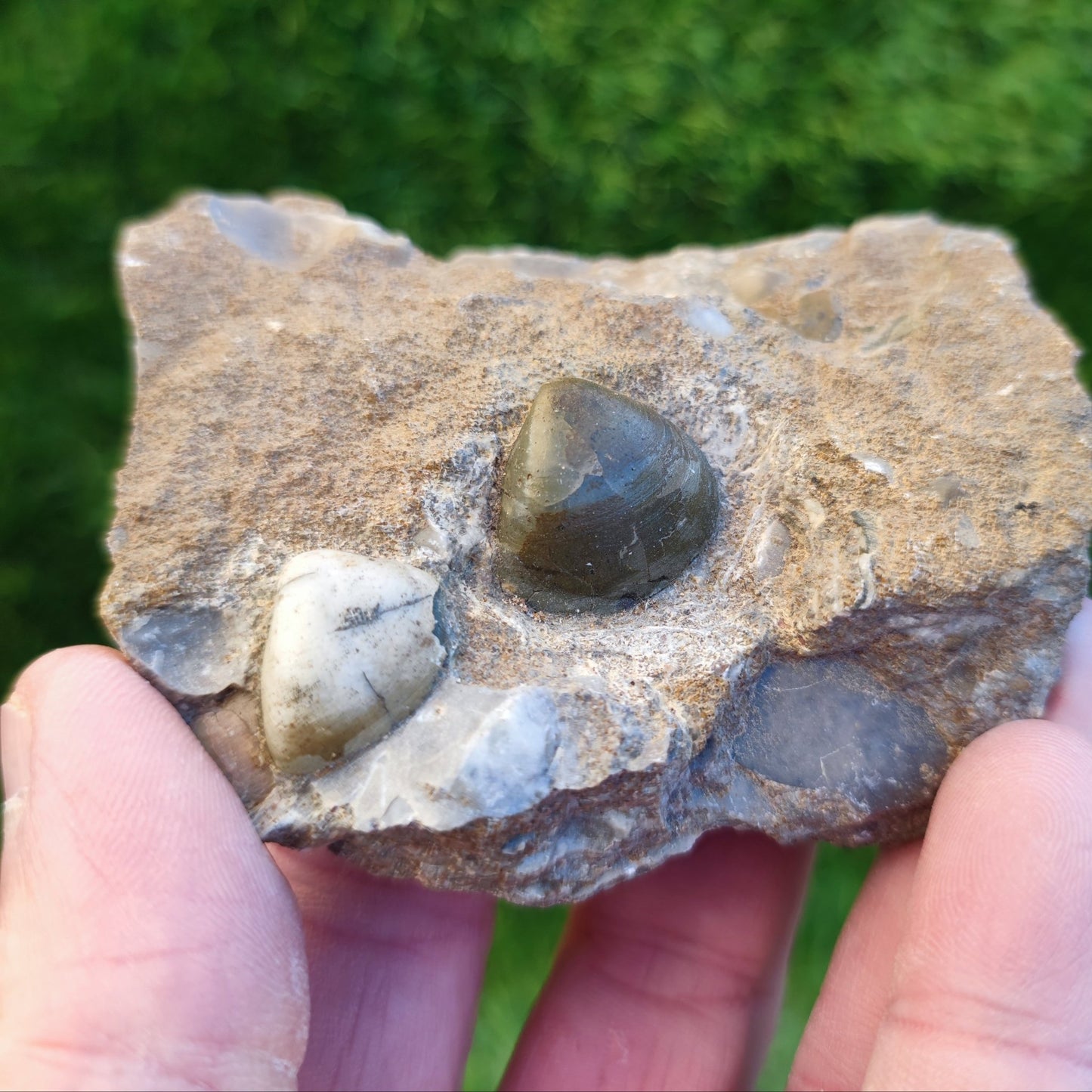 Shell fossil block from Scunthorpe North Yorkshire fossils - North Yorkshire Fossils
