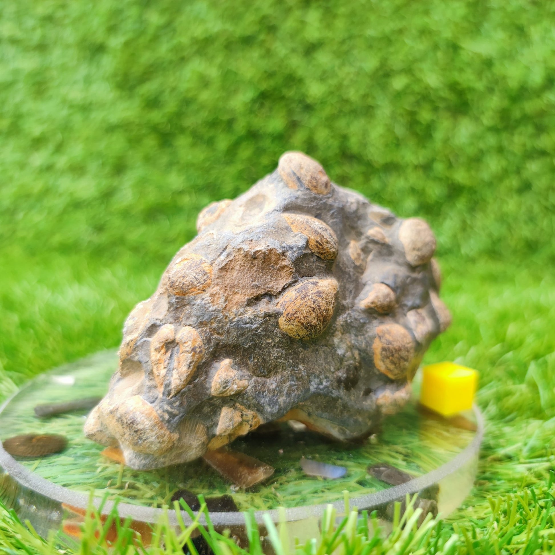 Shell fossil block Port Mulgrave Yorkshire UK - North Yorkshire Fossils