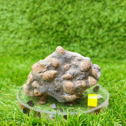 Shell fossil block Port Mulgrave Yorkshire UK - North Yorkshire Fossils