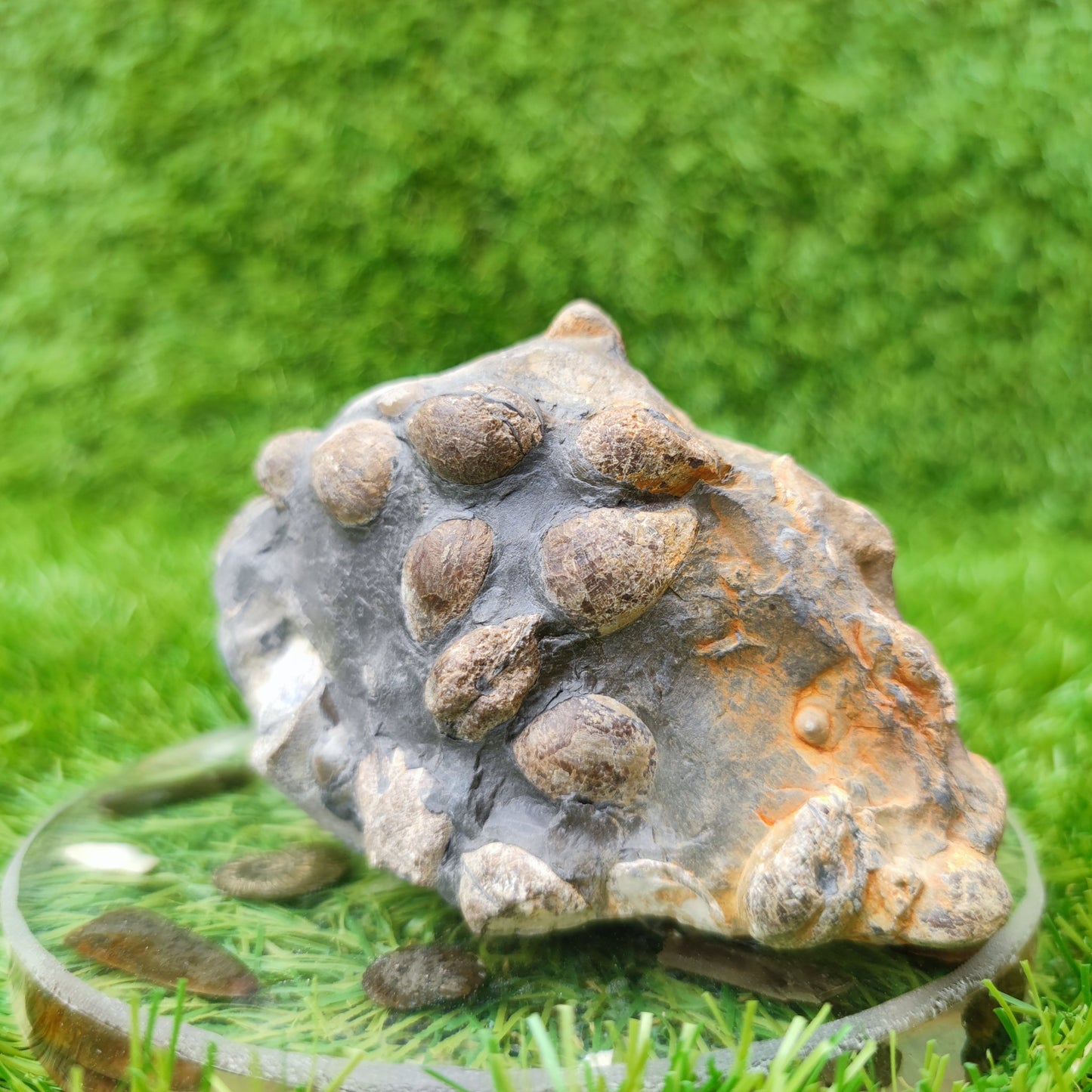 Shell fossil block Port Mulgrave Yorkshire UK - North Yorkshire Fossils