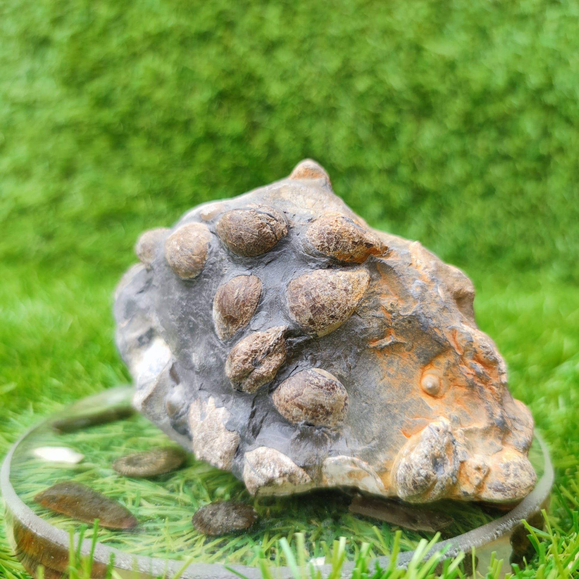 Shell fossil block Port Mulgrave Yorkshire UK - North Yorkshire Fossils
