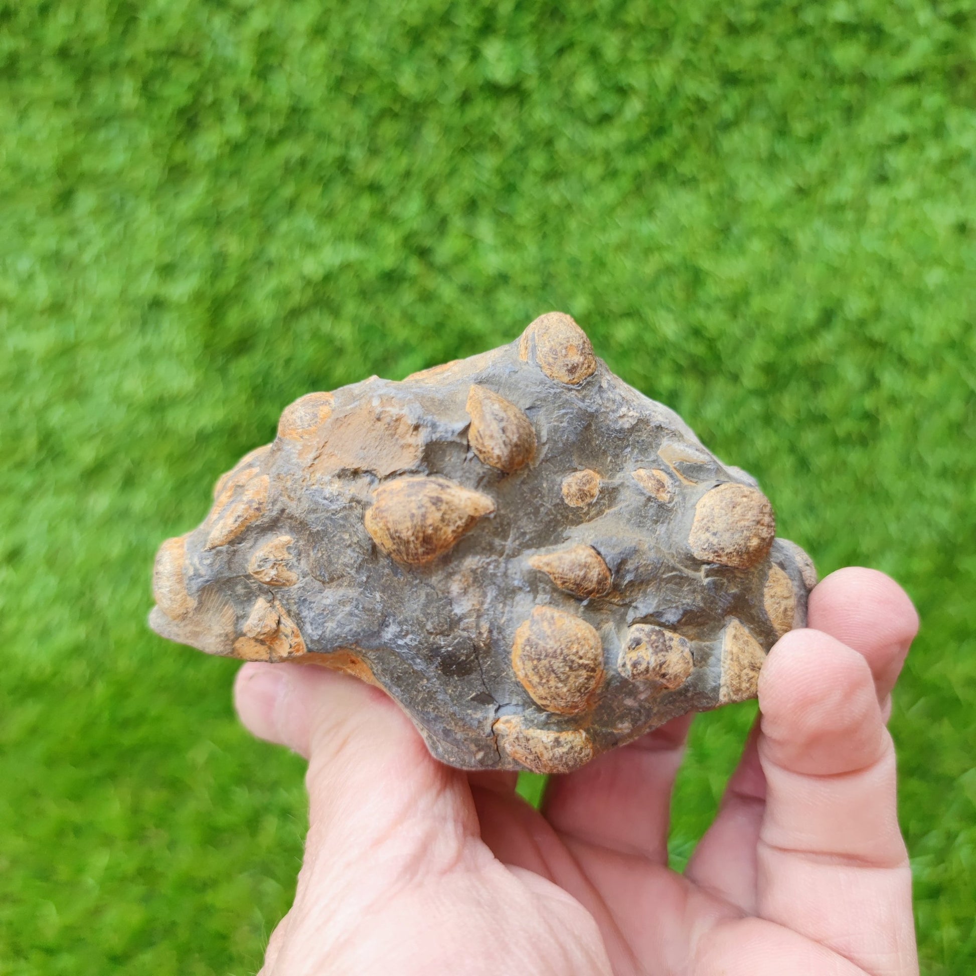 Shell fossil block Port Mulgrave Yorkshire UK - North Yorkshire Fossils