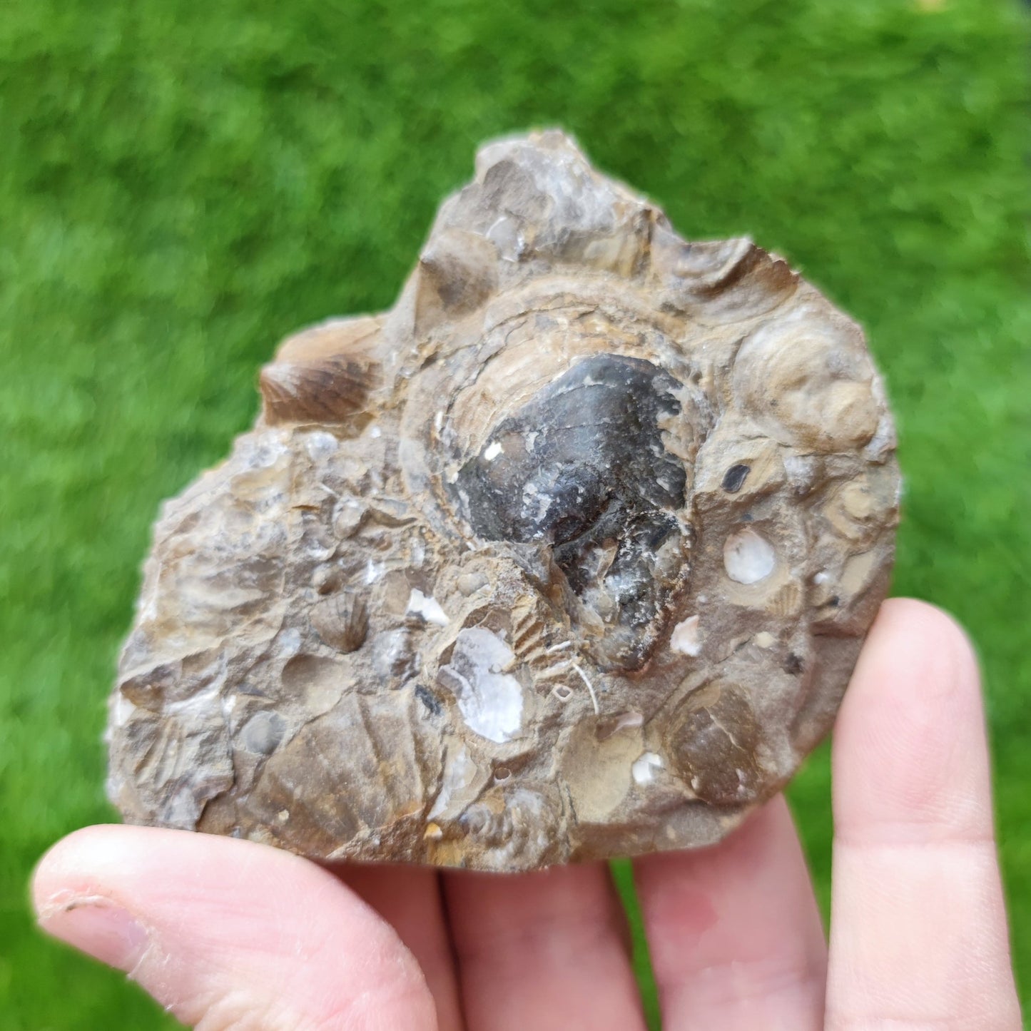 Shell fossil block Skinningrove North Yorkshire UK - North Yorkshire Fossils
