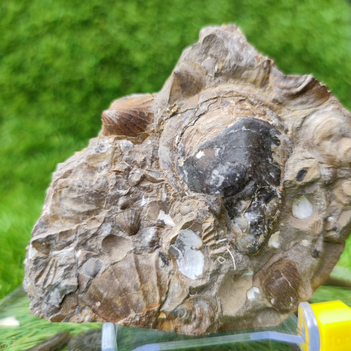 Shell fossil block Skinningrove North Yorkshire UK - North Yorkshire Fossils