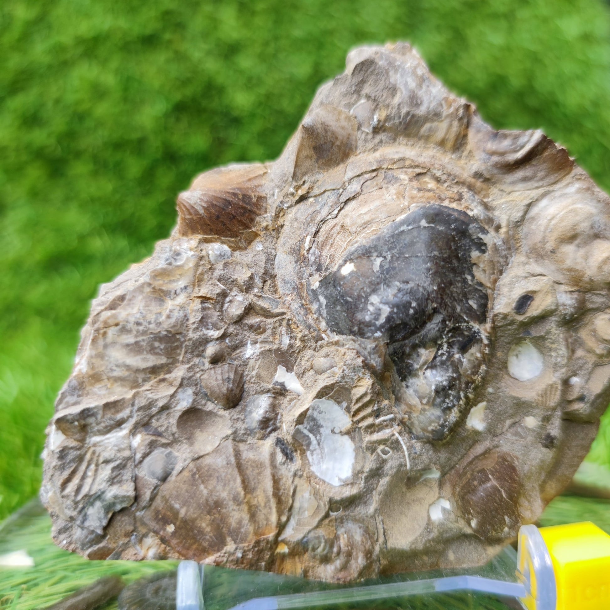 Shell fossil block Skinningrove North Yorkshire UK - North Yorkshire Fossils
