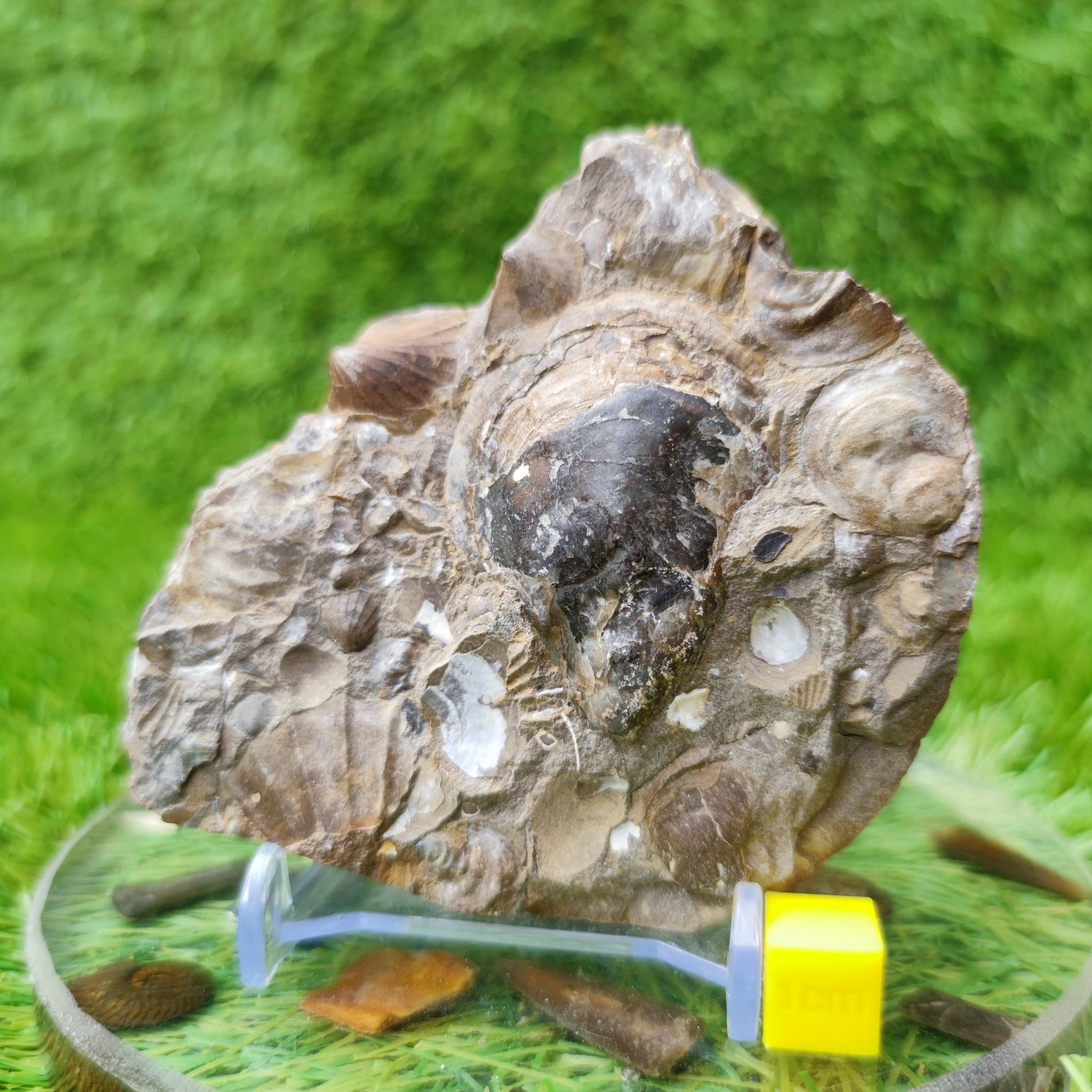 Shell fossil block Skinningrove North Yorkshire UK - North Yorkshire Fossils