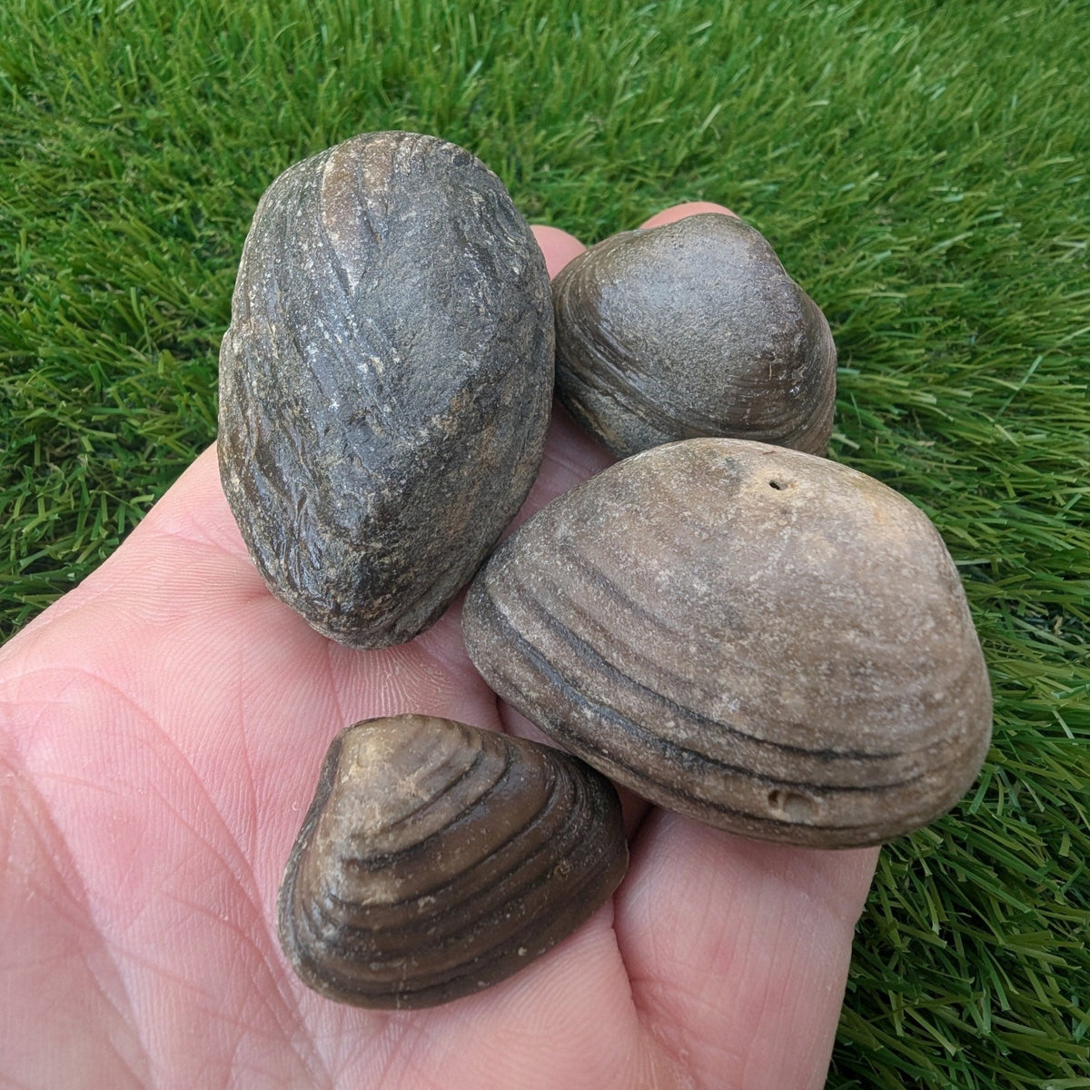 Shell fossil bundle - Redcar North Yorkshire fossils - North Yorkshire Fossils