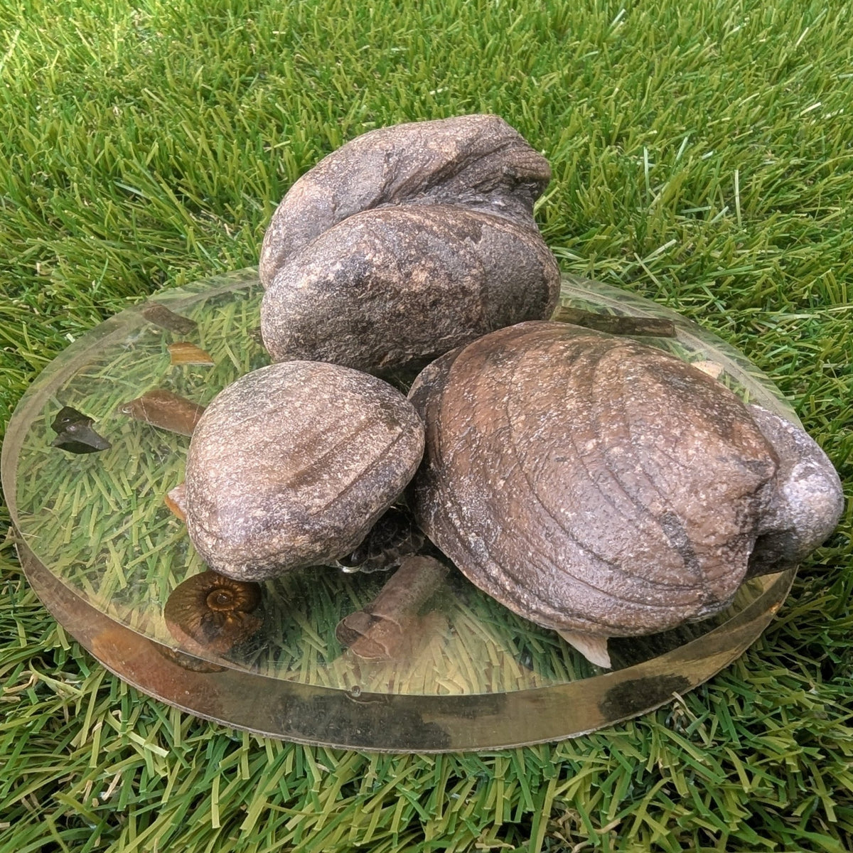 Shell fossil bundle - Redcar North Yorkshire fossils - North Yorkshire Fossils