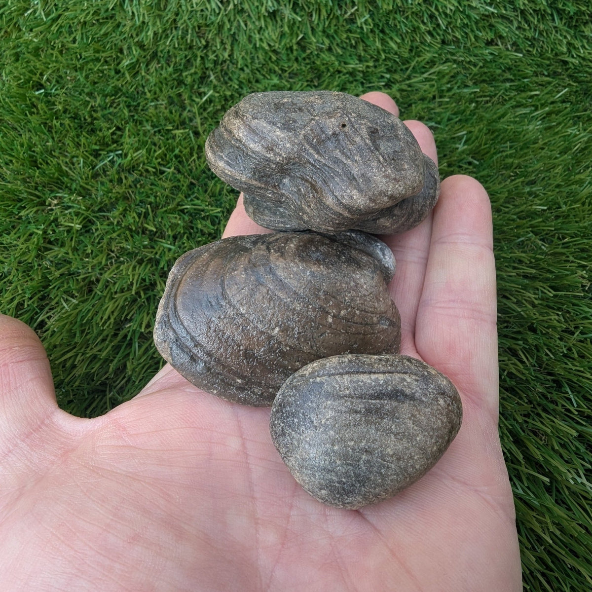 Shell fossil bundle - Redcar North Yorkshire fossils - North Yorkshire Fossils