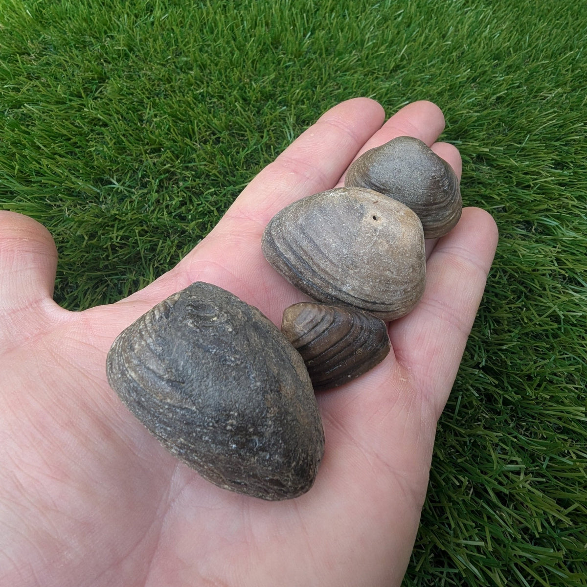 Shell fossil bundle - Redcar North Yorkshire fossils - North Yorkshire Fossils