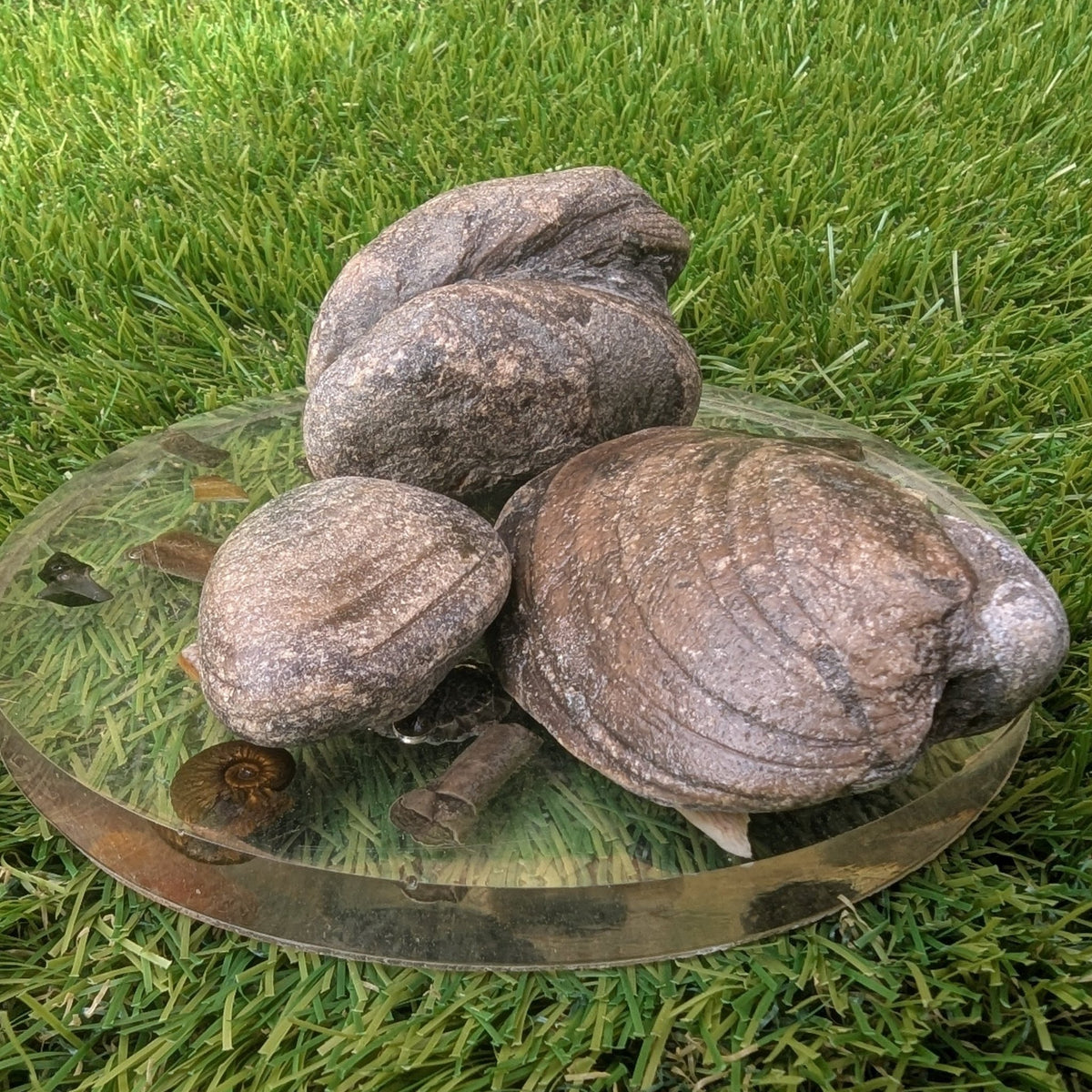 Shell fossil bundle - Redcar North Yorkshire fossils - North Yorkshire Fossils