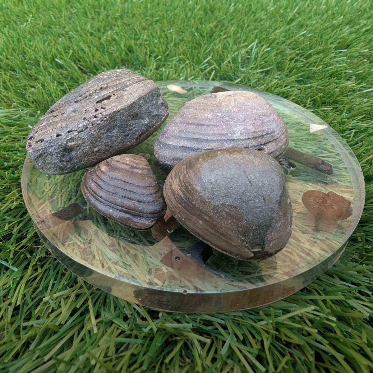 Shell fossil bundle - Redcar North Yorkshire fossils - North Yorkshire Fossils