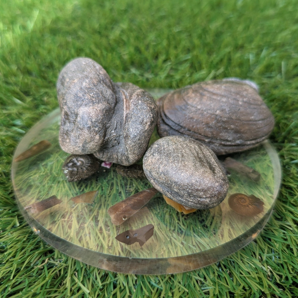 Shell fossil bundle - Redcar North Yorkshire fossils - North Yorkshire Fossils