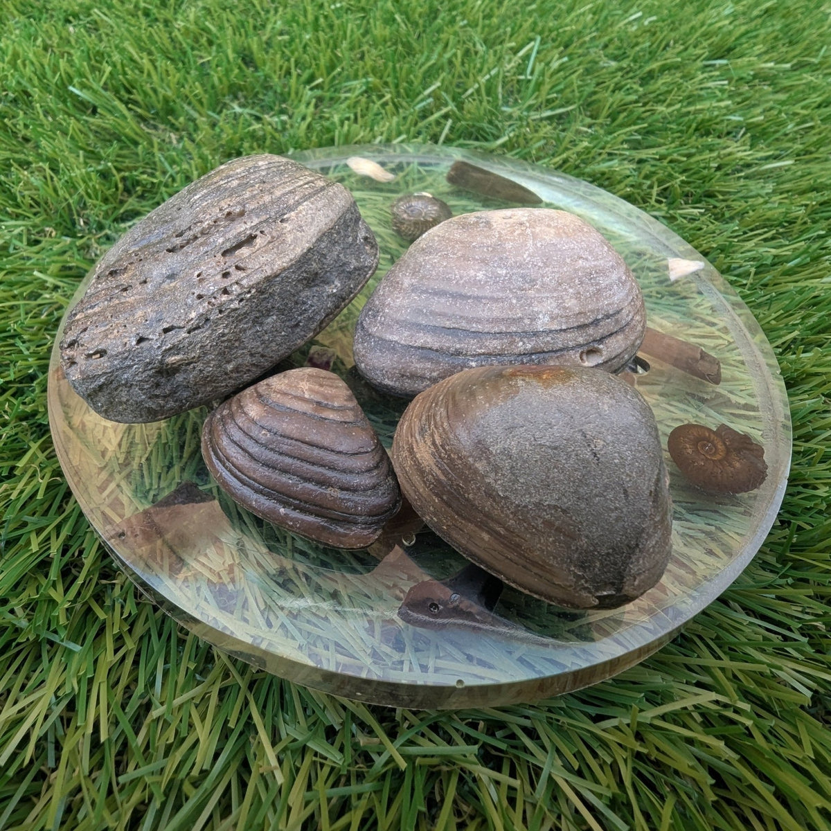 Shell fossil bundle - Redcar North Yorkshire fossils - North Yorkshire Fossils