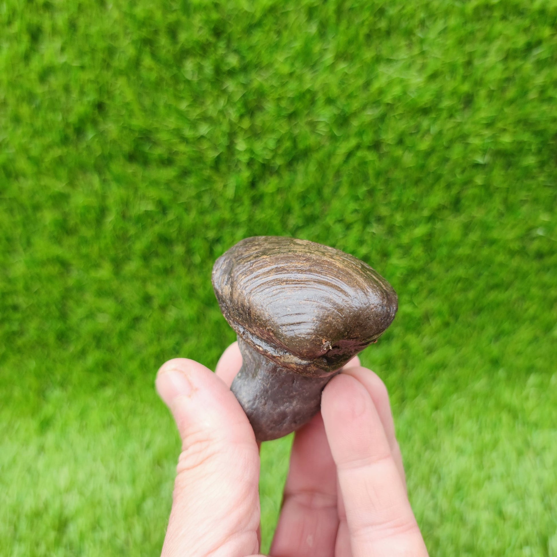 Shell fossil in limestone North Yorkshire UK - North Yorkshire Fossils